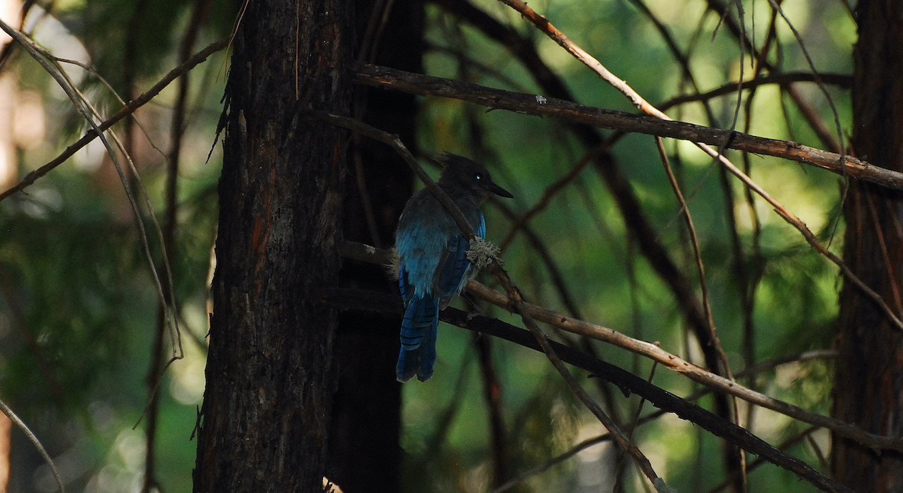 Cyanocitta stelleri Cyanocitta stelleri